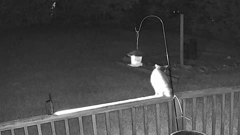 Raccoon Time