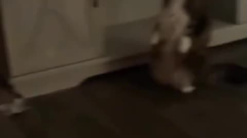 Funny Animal Videos 14