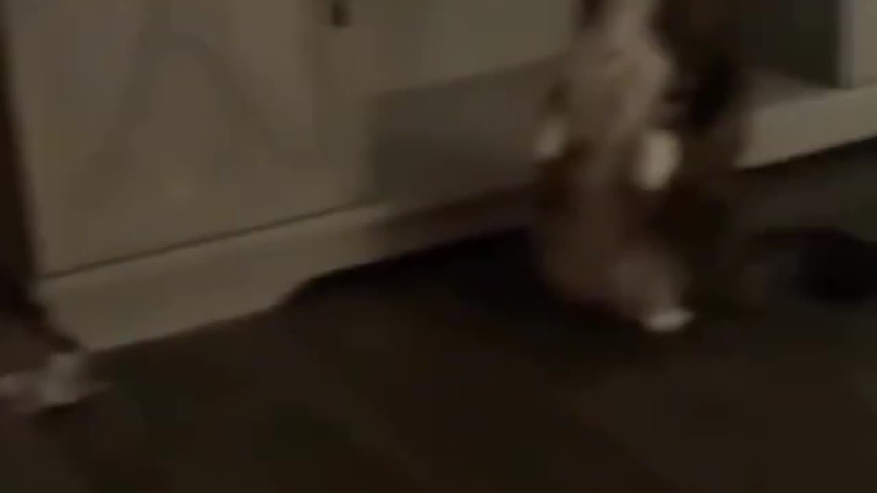 Funny Animal Videos 14