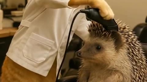 cat cuts hedgehog