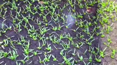 LASER WEED KILLER