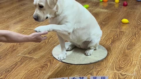 这个狗子不一般 This dog is unusual