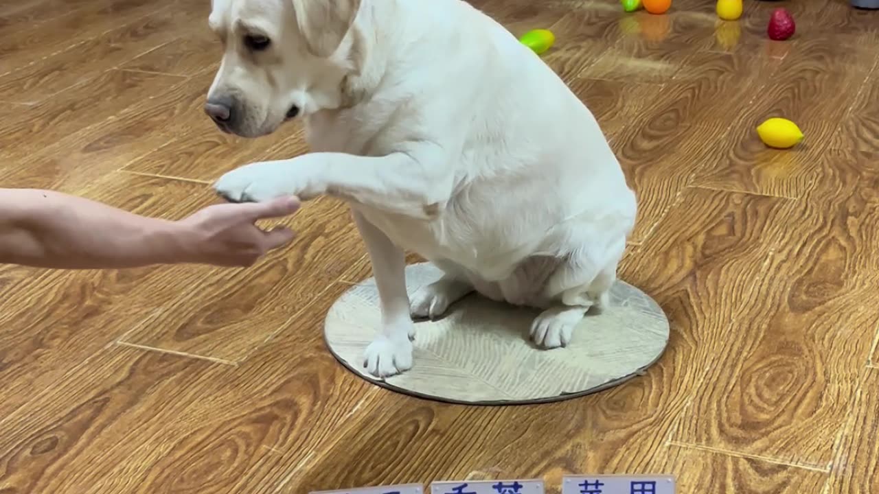 这个狗子不一般 This dog is unusual