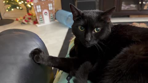 Cute Precious Piper Relaxes on My Lap - My Adopted Shelter Cat Vlog