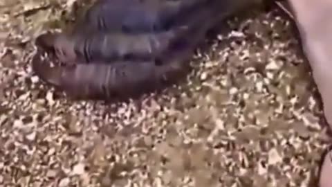 😱🐉 Is That a Real Dragon? Unexplained Phenomenon! | TheHauntingHour