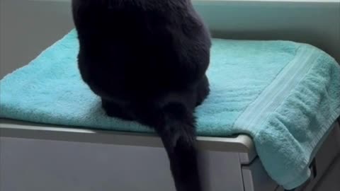 Cute Precious Piper Looks Like a Cat Statue - Adopting a Cat from a Shelter Vlog #shorts
