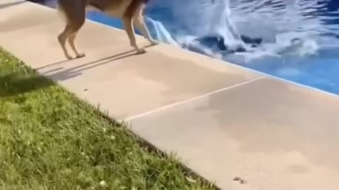 Funny videos