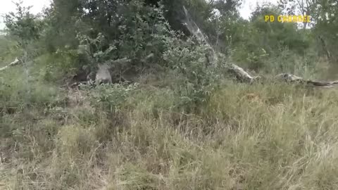 Big battle The head of Buffalos Accactak The lion proctact young buffalo