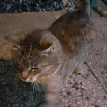 Bezdomna kotka [Rumble Short]