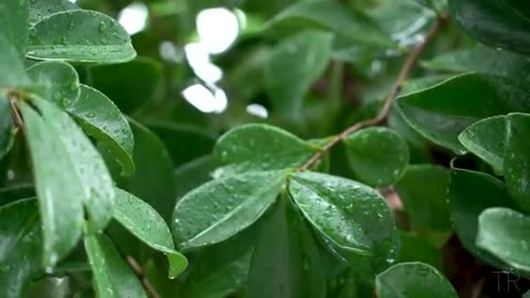 10 Hour | Spiritual Rain Meditation | Insomnia | Study | Focus | Spa | Calming Background Ambience