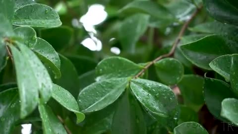 10 Hour | Spiritual Rain Meditation | Insomnia | Study | Focus | Spa | Calming Background Ambience