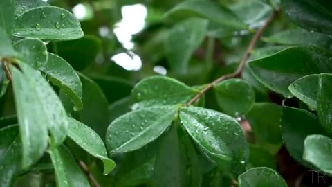 10 Hour | Spiritual Rain Meditation | Insomnia | Study | Focus | Spa | Calming Background Ambience