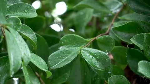 10 Hour | Spiritual Rain Meditation | Insomnia | Study | Focus | Spa | Calming Background Ambience