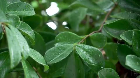 10 Hour | Spiritual Rain Meditation | Insomnia | Study | Focus | Spa | Calming Background Ambience