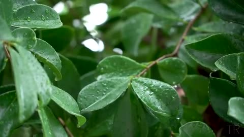 10 Hour | Spiritual Rain Meditation | Insomnia | Study | Focus | Spa | Calming Background Ambience