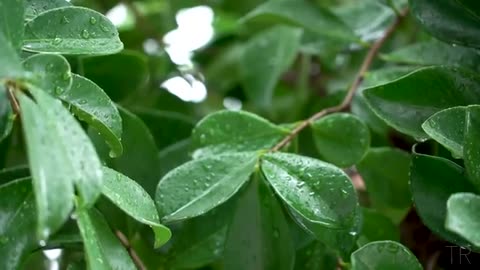 10 Hour | Spiritual Rain Meditation | Insomnia | Study | Focus | Spa | Calming Background Ambience