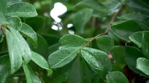 10 Hour | Spiritual Rain Meditation | Insomnia | Study | Focus | Spa | Calming Background Ambience