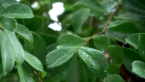10 Hour | Spiritual Rain Meditation | Insomnia | Study | Focus | Spa | Calming Background Ambience