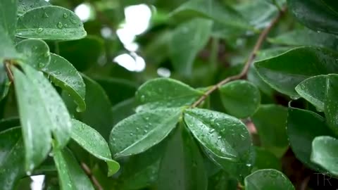 10 Hour | Spiritual Rain Meditation | Insomnia | Study | Focus | Spa | Calming Background Ambience