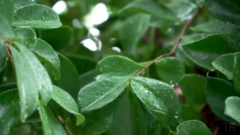 10 Hour | Spiritual Rain Meditation | Insomnia | Study | Focus | Spa | Calming Background Ambience