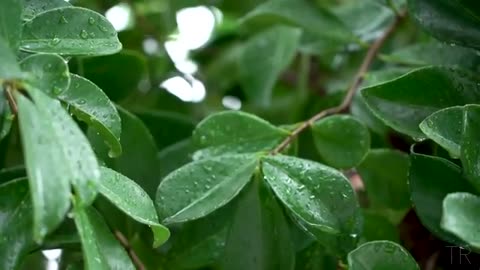 10 Hour | Spiritual Rain Meditation | Insomnia | Study | Focus | Spa | Calming Background Ambience