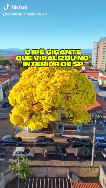Ipê gigante do interior de São Paulo