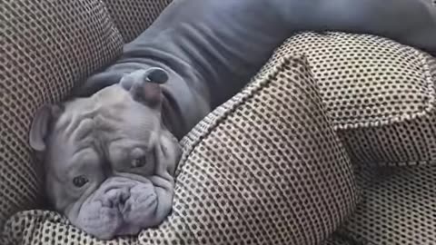 The North American House Hippo #funny #dogs #cute