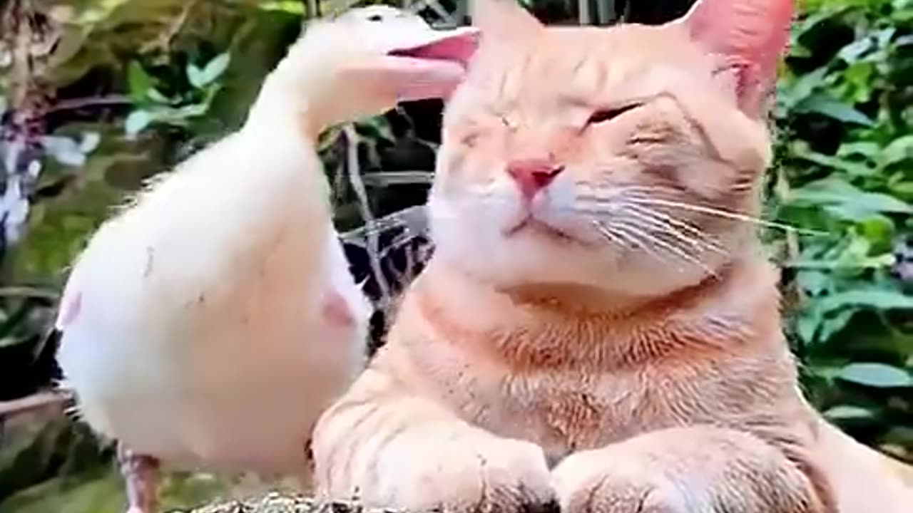 Cats vs Other Animals – Hilarious Showdowns! 🐱😂🐾