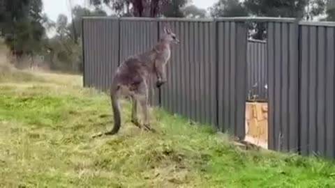 😂🦘 My Kangaroo People Need Me! | FunFM