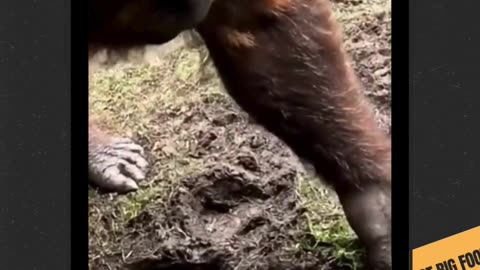 Bigfoot First Vlog Shorts