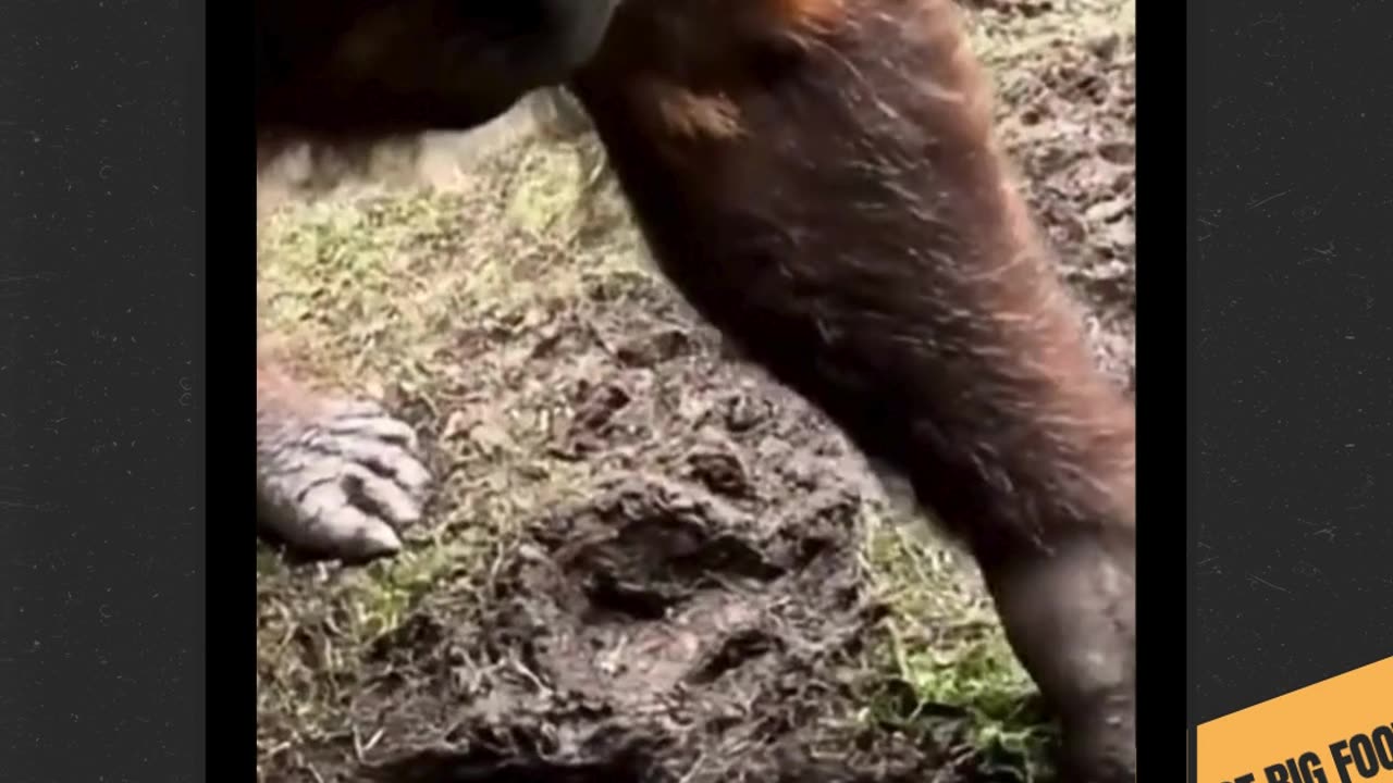 Bigfoot First Vlog Shorts