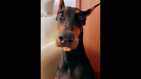 Cutest and Silliest Pets That Will Make Your Day!