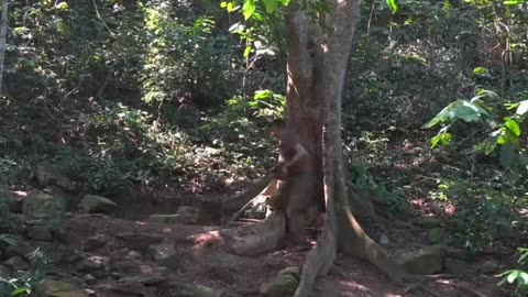 Alone in the Forest, Building a Shelter from Nature