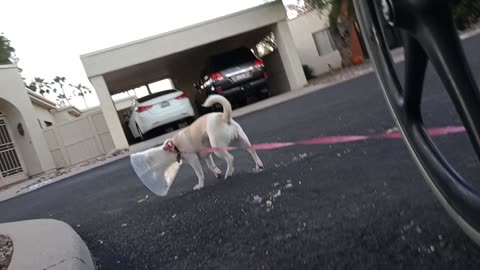 ChaCha Chiquis afternoon doggie walk We saw neighbors little doggie & Chiquis was excited20251101380