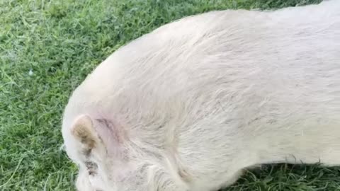 Press Pig For Oinks