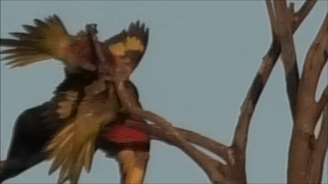 Fighting Lorikeets 12