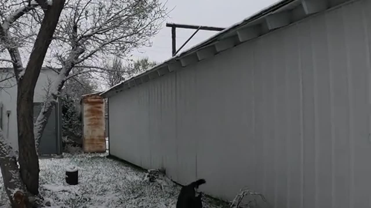 ❄️April-Snow🌨️Song🎵 #doglover