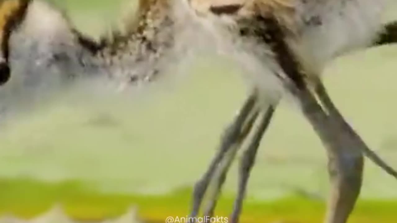The African Jacana is one of our planet's most unique and interesting birds