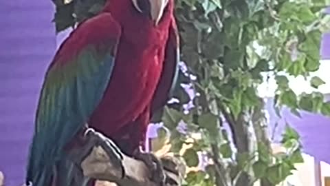 Birds
