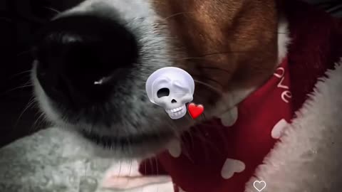 Why is mine so calm😸😸😸😸