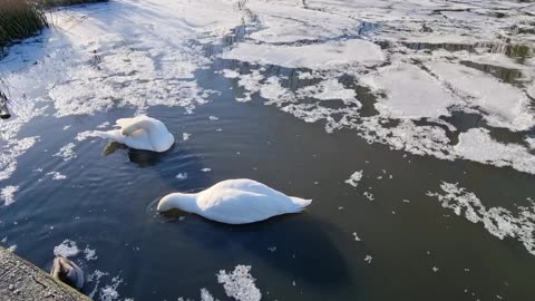 Mute Swans And A Duck On A Pond