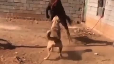 dog vs horse 🐶🐴