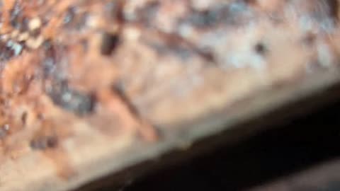 Wood Rot
