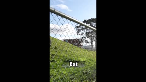 animals funny