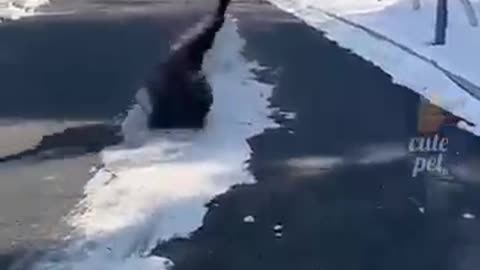 Funnyest animal Fails 🐕🐕😹😹😂😂