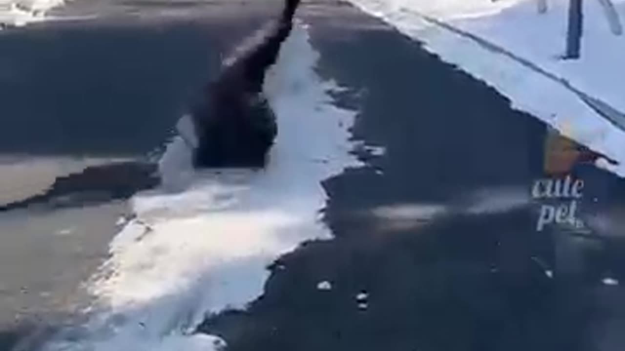 Funnyest animal Fails 🐕🐕😹😹😂😂