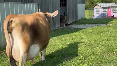 Family Milk Cow Ready for Duty