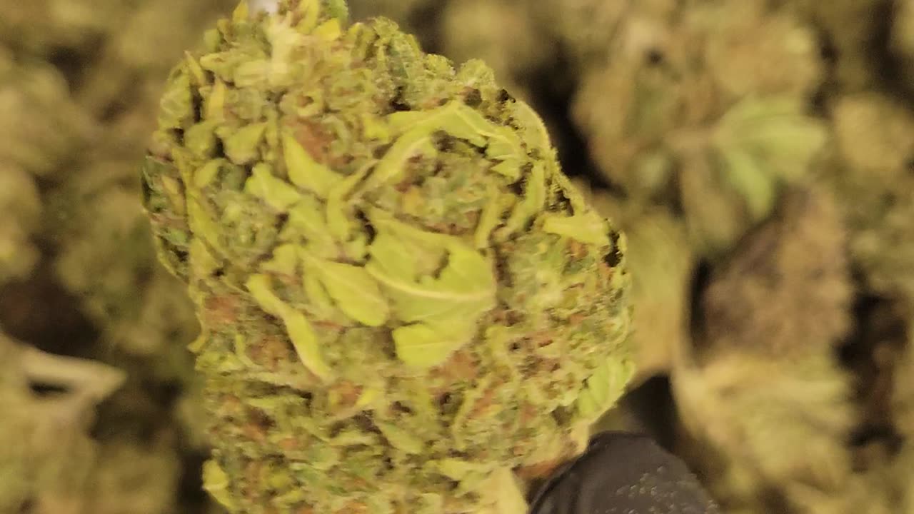 BUDGET OUNCES THCA FLOWER