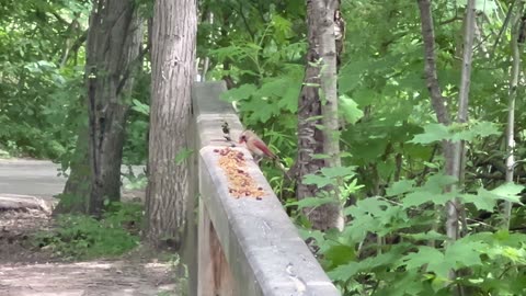 Female Cardinal having lunch