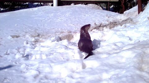 Otters